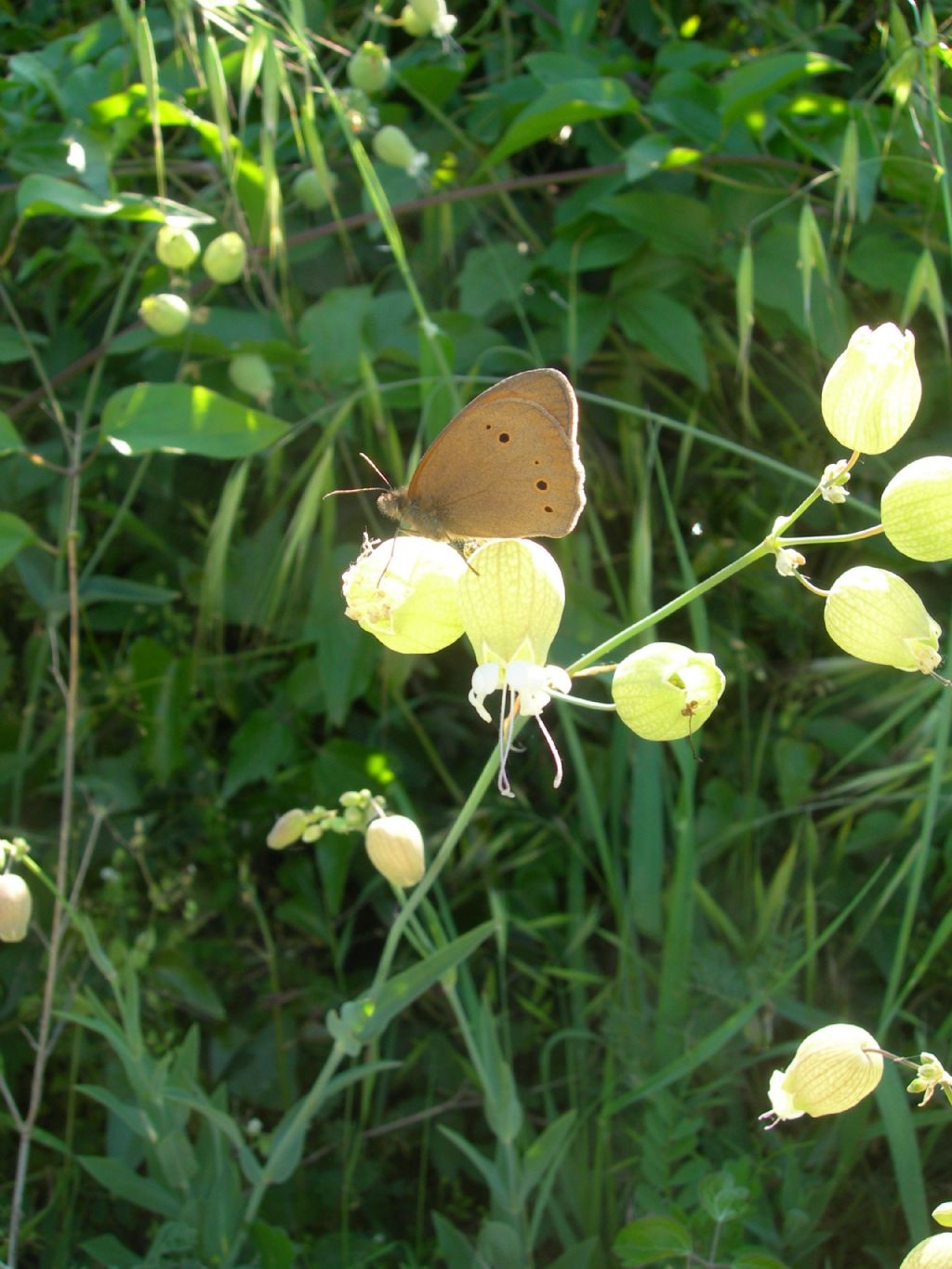 Satiride da id: Maniola jurtina - Nymphalidae